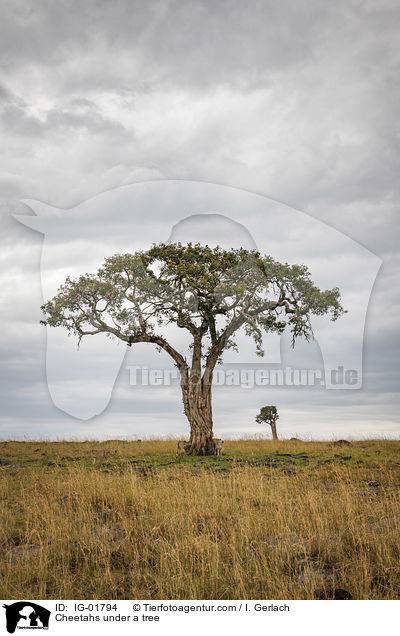Geparden unter einem Baum / Cheetahs under a tree / IG-01794
