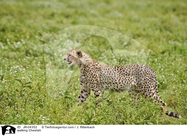 walking Cheetah / JR-04352