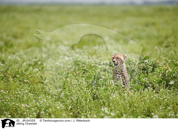 sitzender Gepard / sitting Cheetah / JR-04355