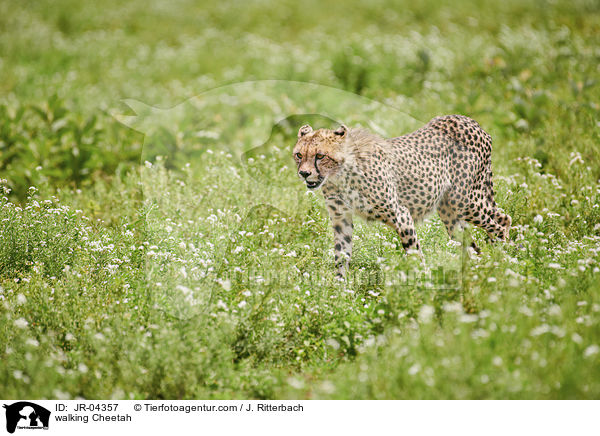 walking Cheetah / JR-04357