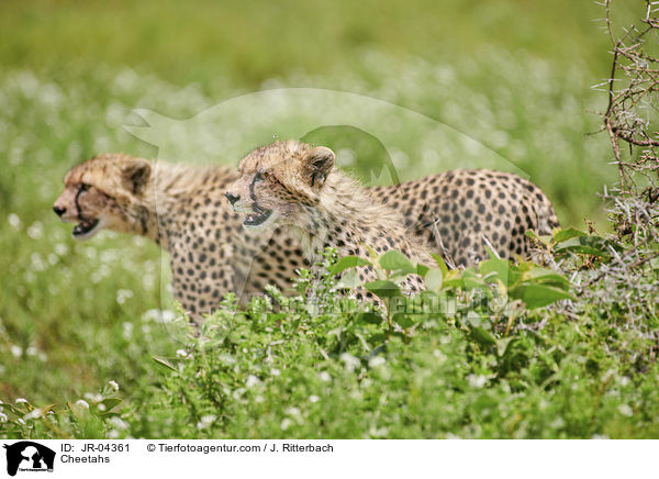 Geparden / Cheetahs / JR-04361