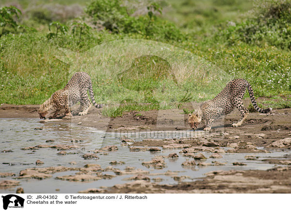 Geparden am Wasser / Cheetahs at the water / JR-04362