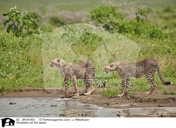 Geparden am Wasser / Cheetahs at the water / JR-04363