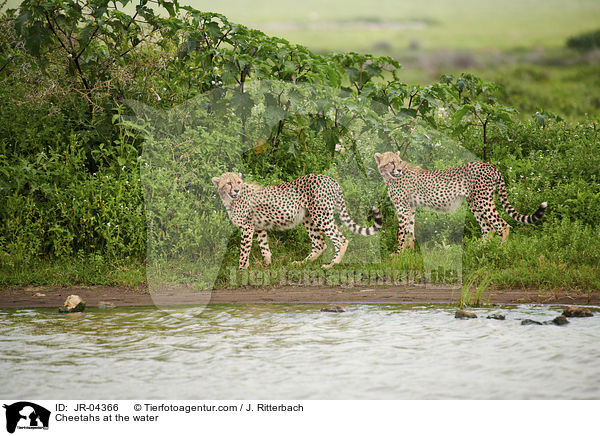 Geparden am Wasser / Cheetahs at the water / JR-04366