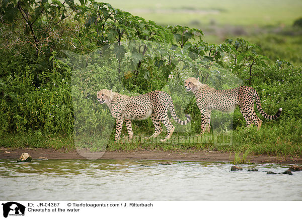 Geparden am Wasser / Cheetahs at the water / JR-04367