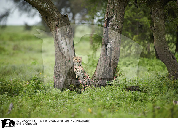 sitzender Gepard / sitting Cheetah / JR-04413