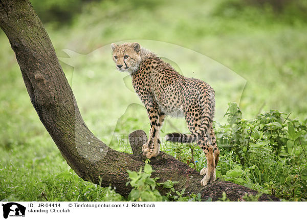 standing Cheetah / JR-04414