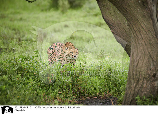 Cheetah / JR-04419