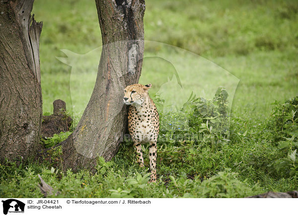 sitzender Gepard / sitting Cheetah / JR-04421