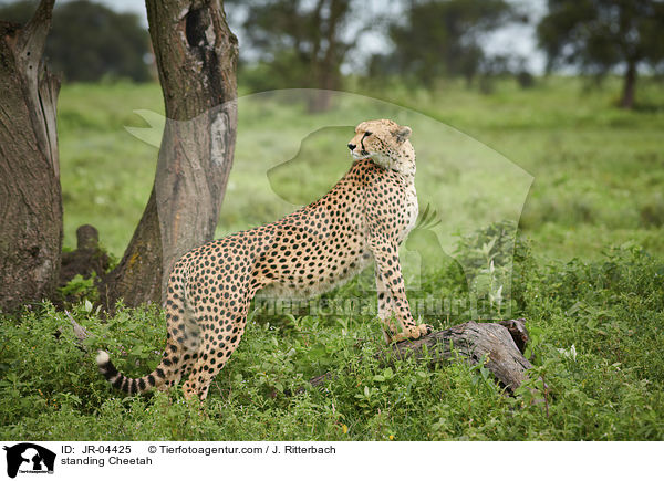 stehender Gepard / standing Cheetah / JR-04425