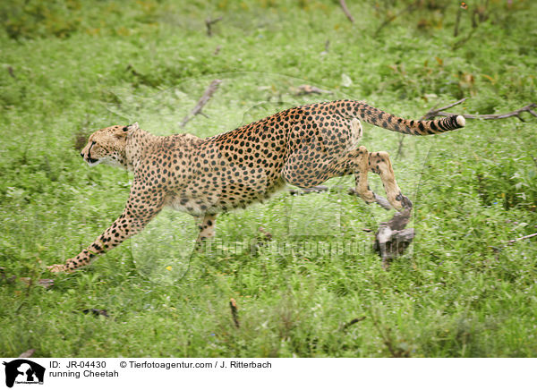 rennender Gepard / running Cheetah / JR-04430