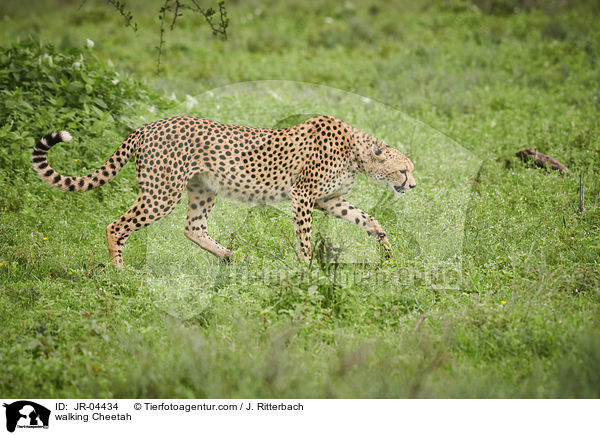 laufender Gepard / walking Cheetah / JR-04434