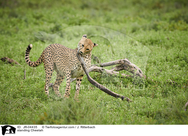 stehender Gepard / standing Cheetah / JR-04435