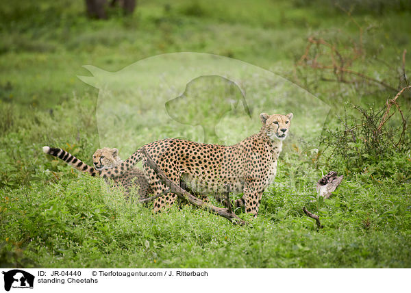 stehende Geparden / standing Cheetahs / JR-04440
