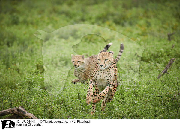 rennende Geparden / running Cheetahs / JR-04441