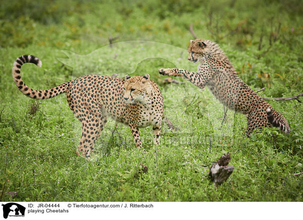 spielende Geparden / playing Cheetahs / JR-04444