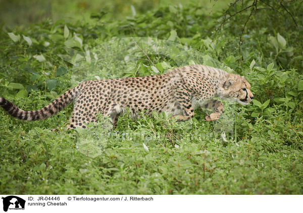 rennender Gepard / running Cheetah / JR-04446