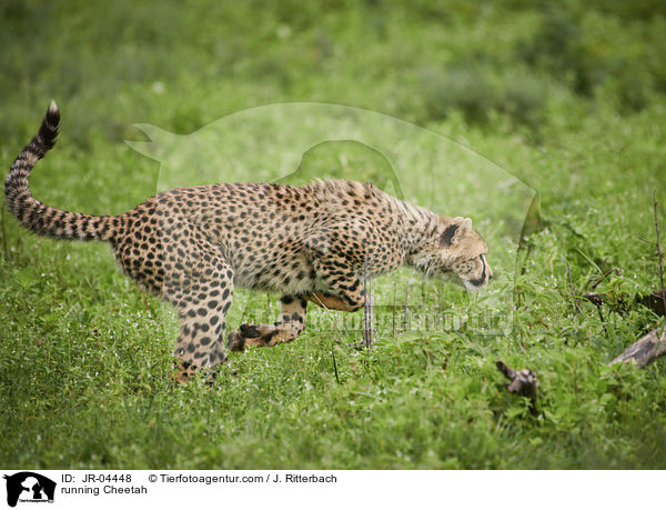 rennender Gepard / running Cheetah / JR-04448
