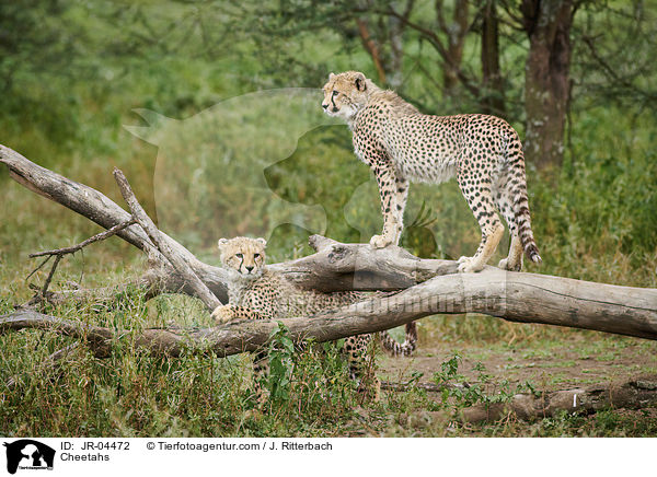 Geparden / Cheetahs / JR-04472