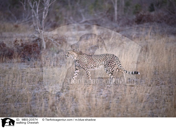 laufender Gepard / walking Cheetah / MBS-20574