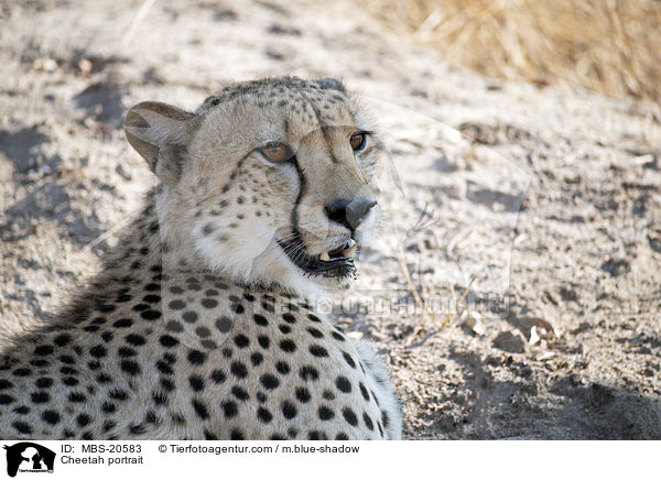 Gepard Portrait / Cheetah portrait / MBS-20583