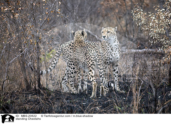 stehende Geparden / standing Cheetahs / MBS-20622