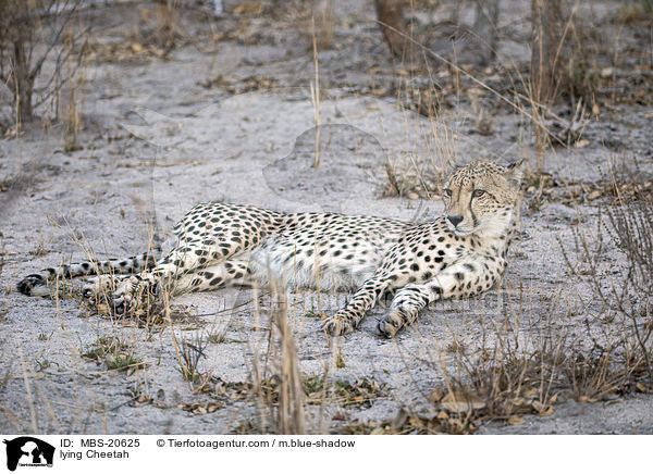 liegender Gepard / lying Cheetah / MBS-20625