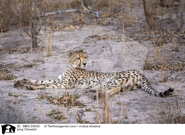 liegender Gepard / lying Cheetah / MBS-20630