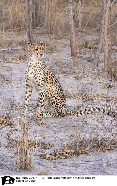 sitzender Gepard / sitting Cheetah / MBS-20674