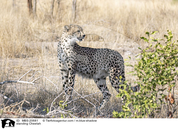 stehender Gepard / standing Cheetah / MBS-20681