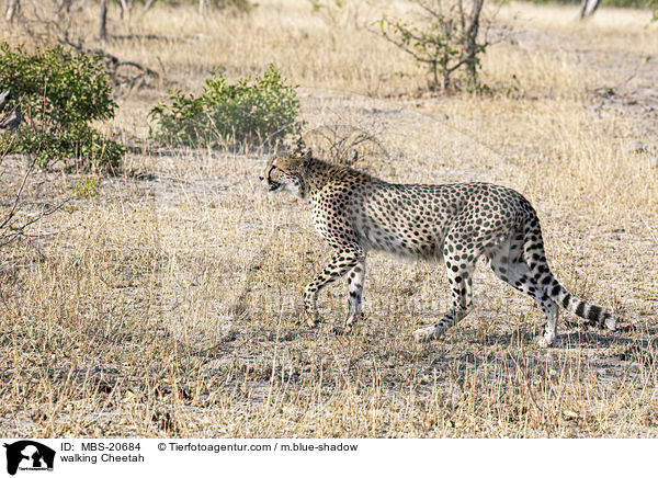 laufender Gepard / walking Cheetah / MBS-20684