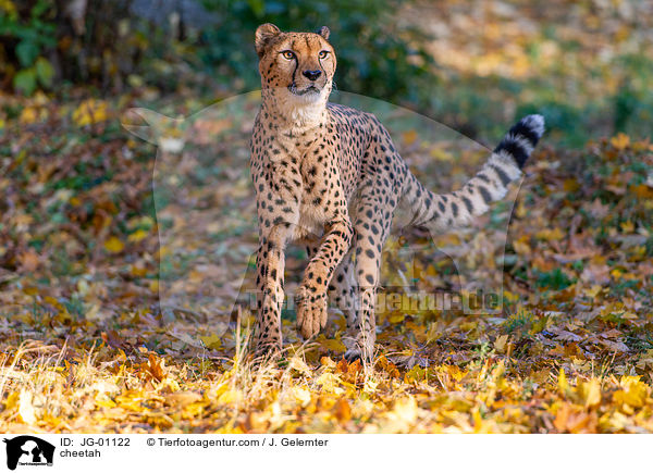 Gepard / cheetah / JG-01122