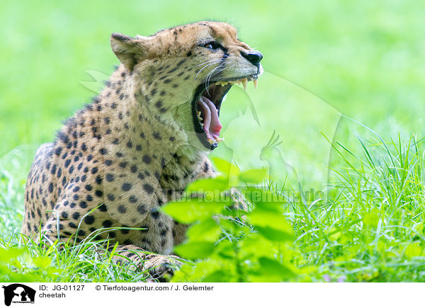 Gepard / cheetah / JG-01127