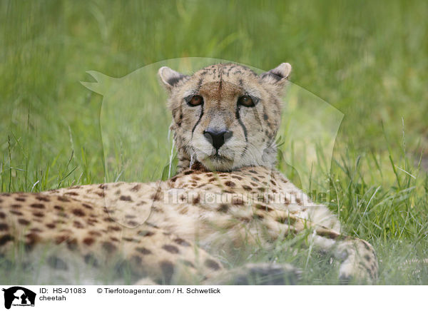 Gepard / cheetah / HS-01083
