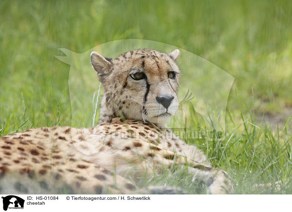 Gepard / cheetah / HS-01084