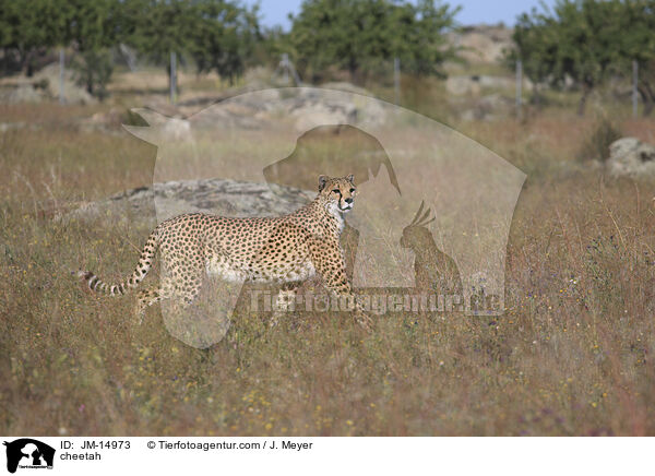 Gepard / cheetah / JM-14973