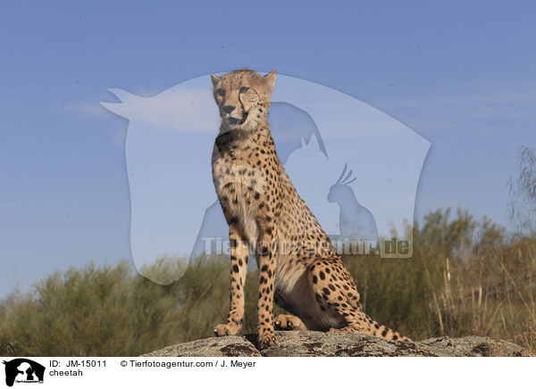 Gepard / cheetah / JM-15011