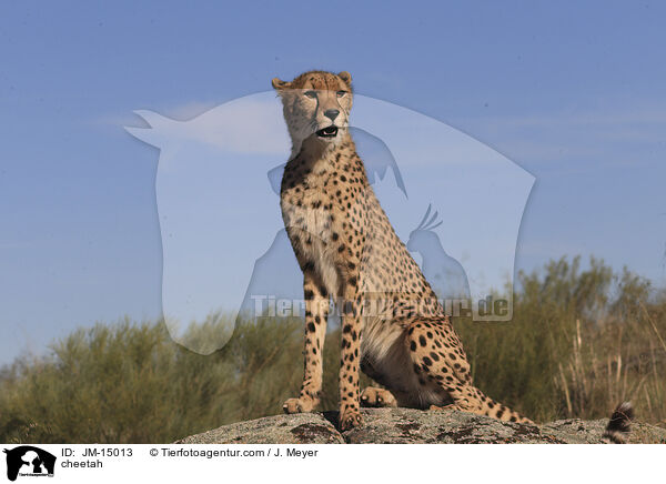 Gepard / cheetah / JM-15013