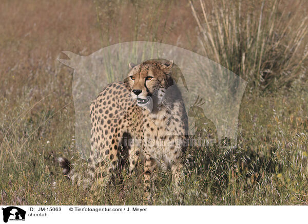 Gepard / cheetah / JM-15063