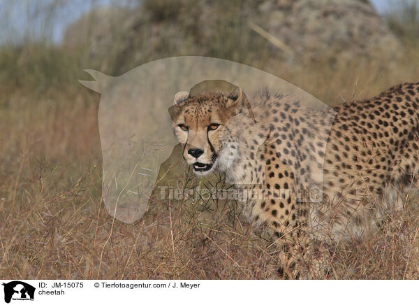 Gepard / cheetah / JM-15075