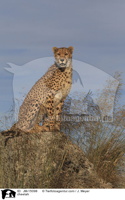 Gepard / cheetah / JM-15098