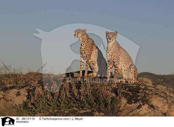 Geparden / cheetahs / JM-15119