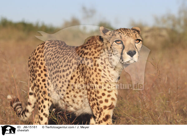 Gepard / cheetah / JM-15161
