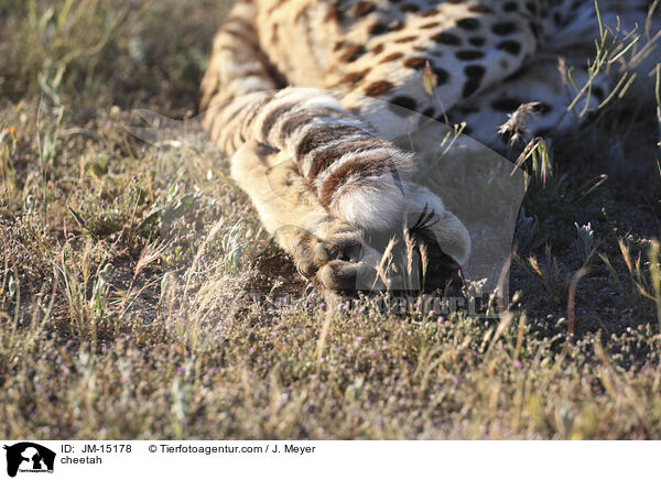 Gepard / cheetah / JM-15178