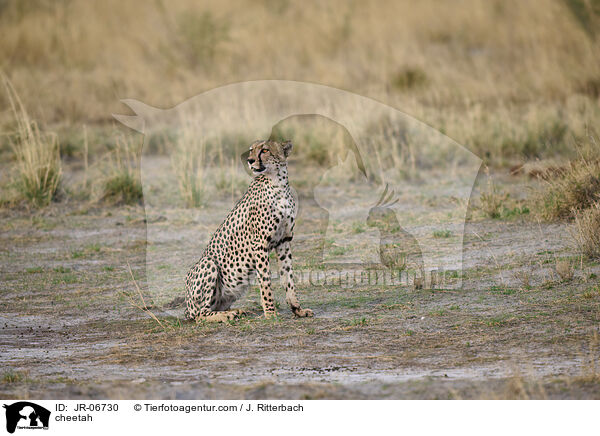 Gepard / cheetah / JR-06730