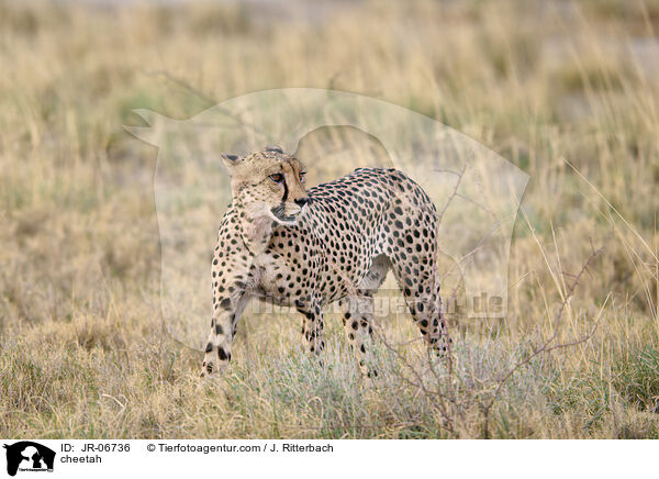 cheetah / JR-06736