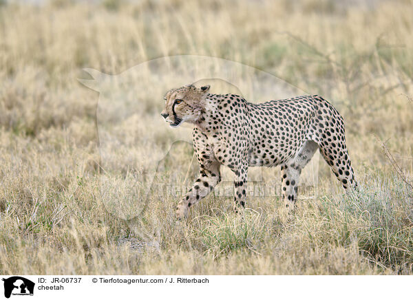 cheetah / JR-06737