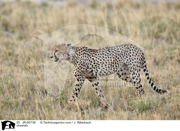 Gepard / cheetah / JR-06738