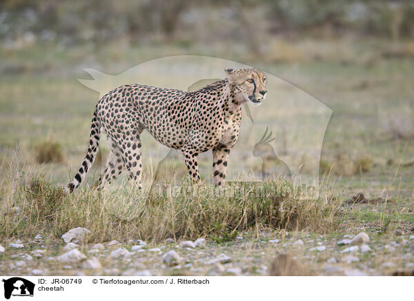 cheetah / JR-06749