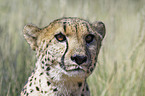 cheetah portrait